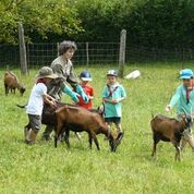 les farfadets aident Hélène à faire rentrer les chèvres