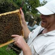 Didier présente la reine d'une de ses colonies d'abeilles